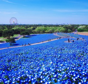blue flower field of hitashi seaside park, japan