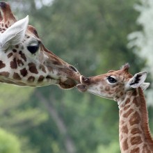 nine-Day-Old giraffe with her mom