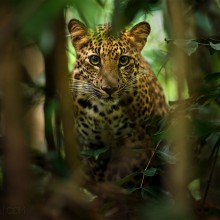 beautiful leopard of thailand rainforest