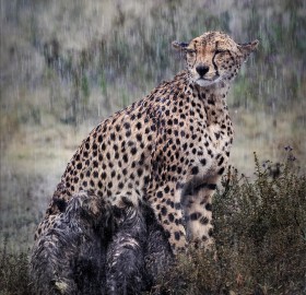 cheetah nursing her cubs in the rain
