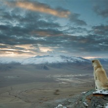 dog watches over himalaya