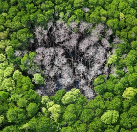 forest trees burnt by lightning