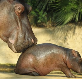 mother and baby hippopotamus in berlin zoo