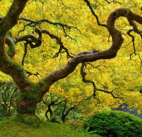yellow leaves on chinese maple tree