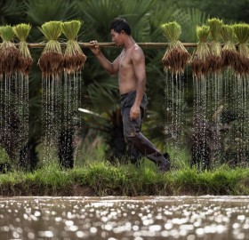 farmer in thailand