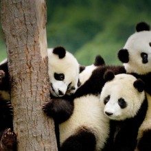 giant panda cubs, china