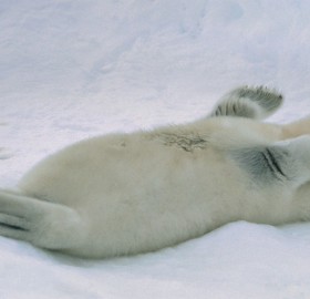 happy seal pup