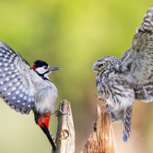 woodpecker and a owl, eye to eye