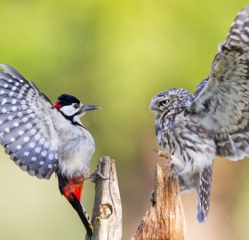 woodpecker and a owl, eye to eye
