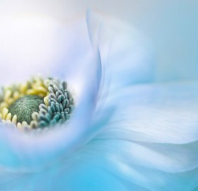 anemone de caen spring flower