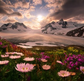 blooming flowers below mountains, alaska