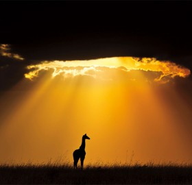 giraffe under sun light, masai mara national reserve, kenya