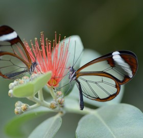 glass winged butterflies