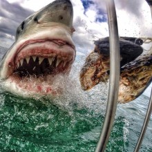 intense shark bait