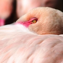 pink flamingo close-Up