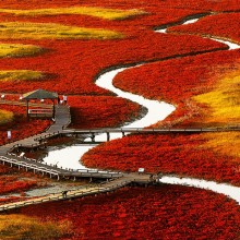 red fields of south korea