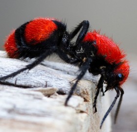 red velvet ant