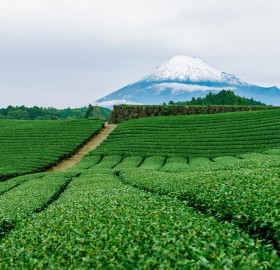 tea fields of yamanashi, japan