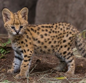 Five-Week-Old African Serval Kitten