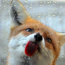 fox licks window