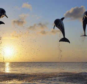 High Jump of Dolphins in Bay Islands