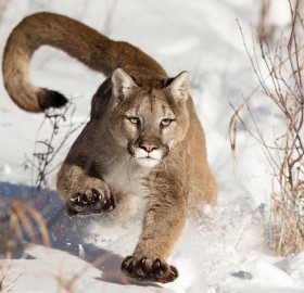 Mountain Lion Walks Through The Snow