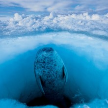 Seal Floats Calmly Beneath The Frozen Surface