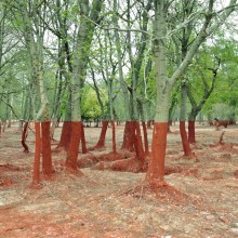 A Forest After Toxic Spill Damage In Hungary
