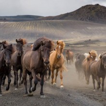 Horses in Wild, Iceland