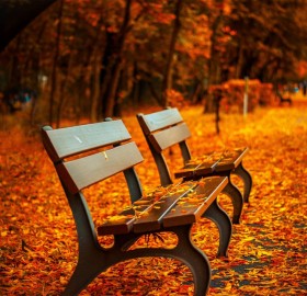 Park Bench in Autumn