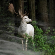 Rare White Fallow Deer Spotted in Germay Forest