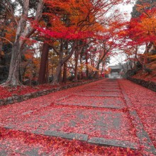 Red Leaves Path in Kyoto, Japan