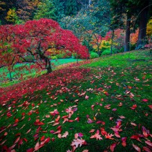Red Leaves Tree, Japanese Garden, Portland
