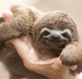 Adorable Baby Sloth