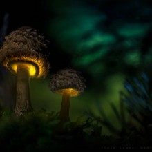 Amazing Mushroom Glow