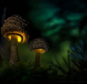 Amazing Mushroom Glow