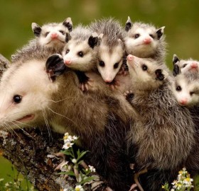 Baby Possums On Their Mum’s Back