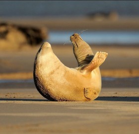 Baby Seal Stretching