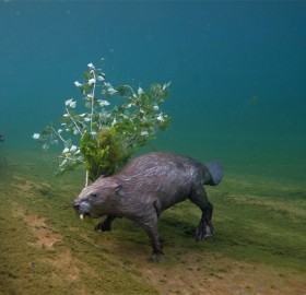 Beaver Swims Underwater With Branch