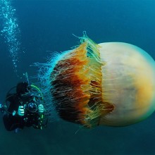 The Amazing World Of Jellyfishes In Photography