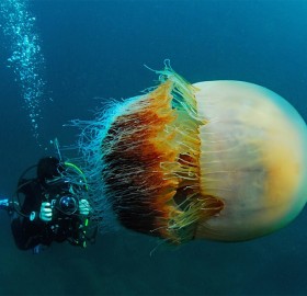 Diver And The Huge Nomuras Jellyfish, Japan