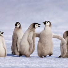 Emperor Penguin Chicks, Antarctica