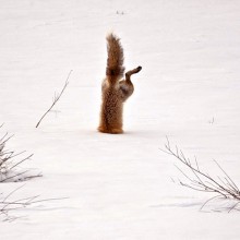Fox Dives Head First Into Snow