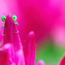 Green-Eyed Damselfly Behind Flower Petal