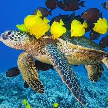 Green Sea Turtle Getting Cleaned By Yellow Tang And Gold-Ring Surgeonfish