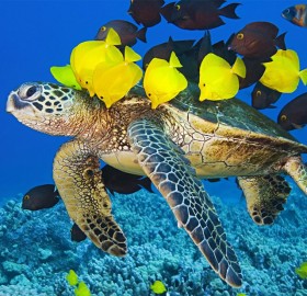 Green Sea Turtle Getting Cleaned By Yellow Tang And Gold-Ring Surgeonfish