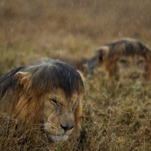 Lions Hunkered Down In Rain