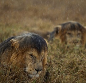 Lions Hunkered Down In Rain