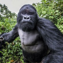 Mountain Gorilla Right Before He Punched The Photographer