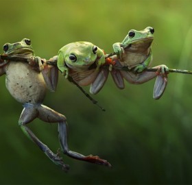 Tree Frogs On A Branch